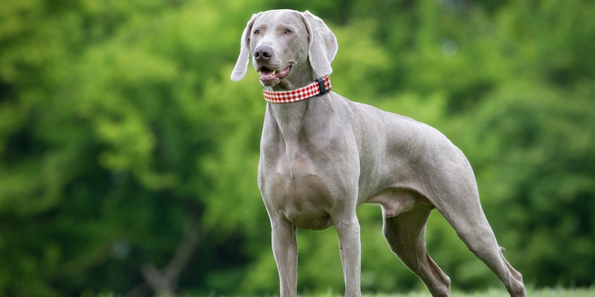 Socialização: A chave para um Weimaraner confiante e equilibrado - inspiração 1