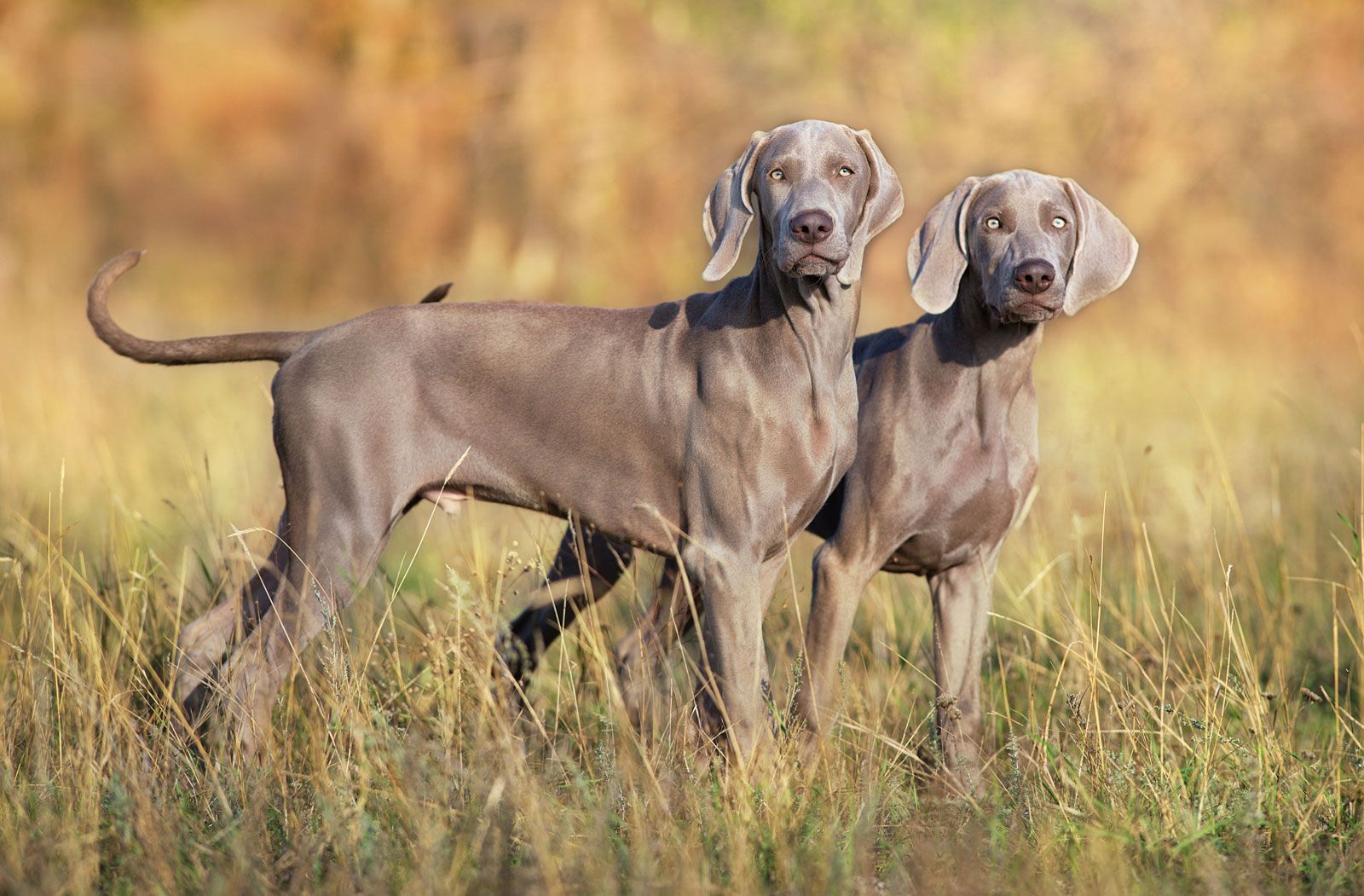 Socialização: A chave para um Weimaraner confiante e equilibrado - inspiração 2
