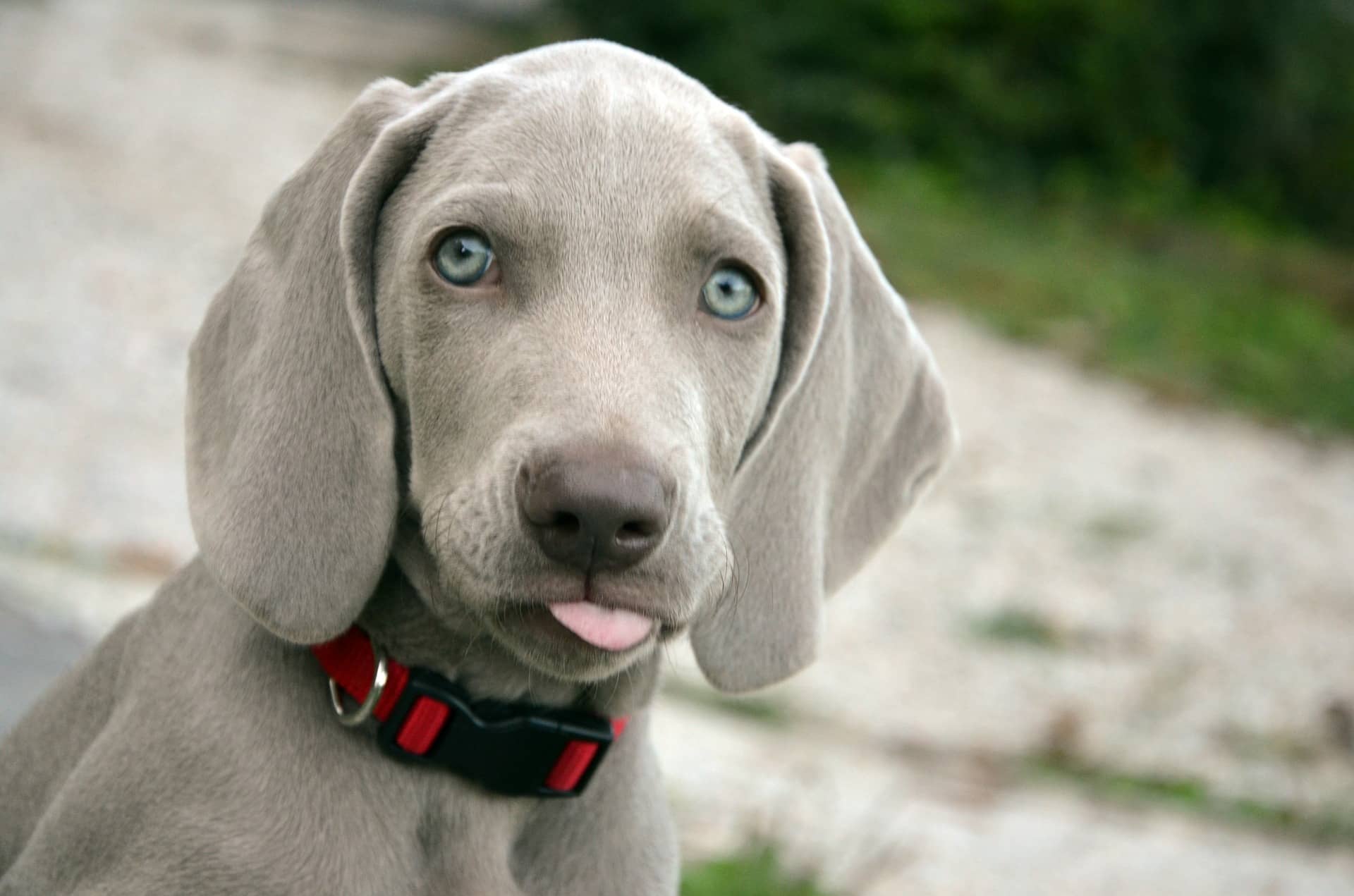 Atividade física: Mantendo seu Weimaraner feliz e saudável - inspiração 1