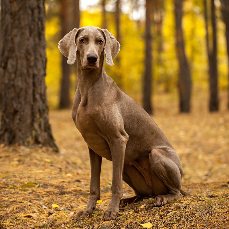 Atividade física: Mantendo seu Weimaraner feliz e saudável - inspiração 2