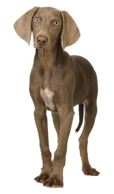 Alimentação adequada: Nutrição para um cão cheio de energia - inspiração 2