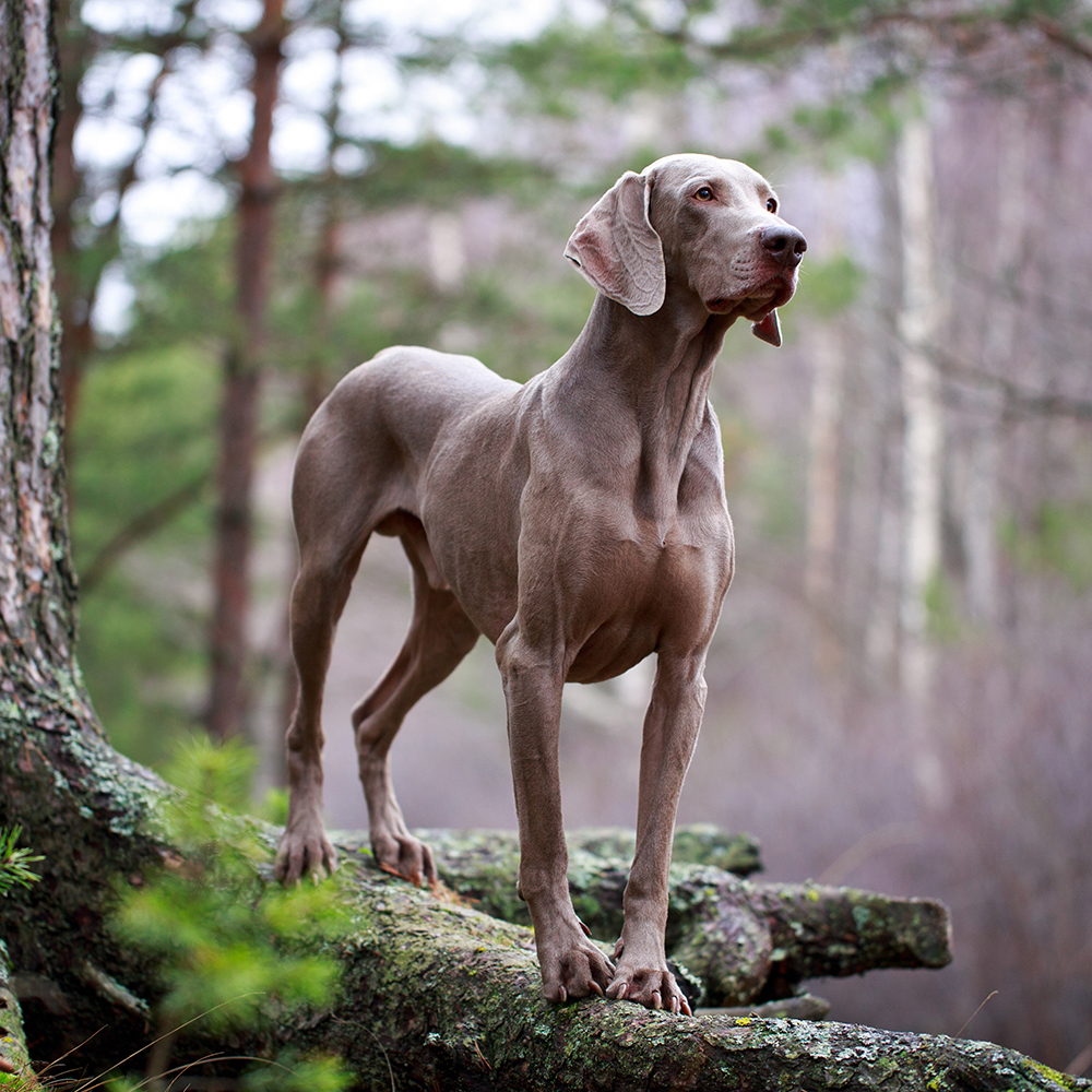 Higiene e cuidados: Escovação, banhos e saúde dental - inspiração 2