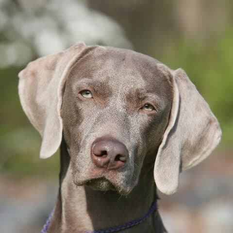 Prevenção de doenças: Vacinação e visitas regulares ao veterinário - inspiração 2