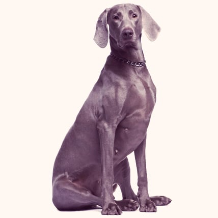 Comportamento e necessidades: Entendendo as particularidades do Weimaraner - inspiração 1