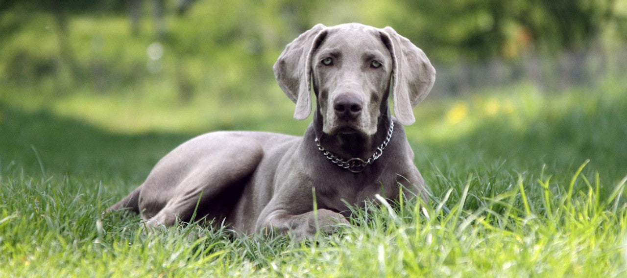 Comportamento e necessidades: Entendendo as particularidades do Weimaraner - inspiração 2