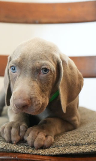 Viagens e passeios: Como levar seu Weimaraner para aventuras - inspiração 2