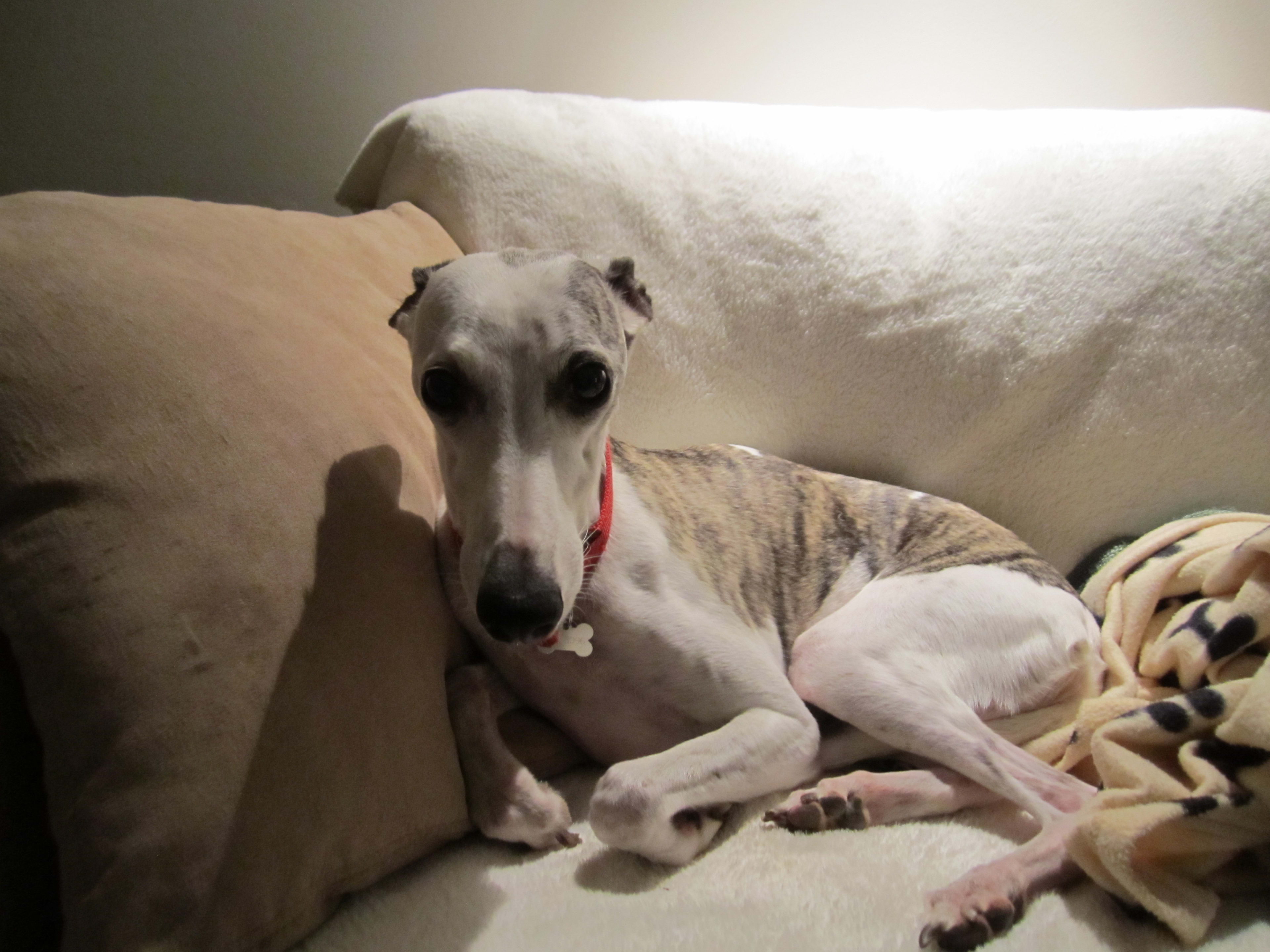 H2: Saúde do Whippet: O Que Ficar de Olho para uma Vida Longa