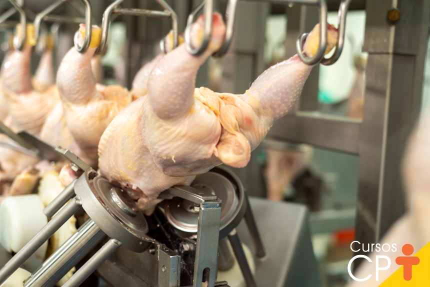 etapas da produção de carne de frango