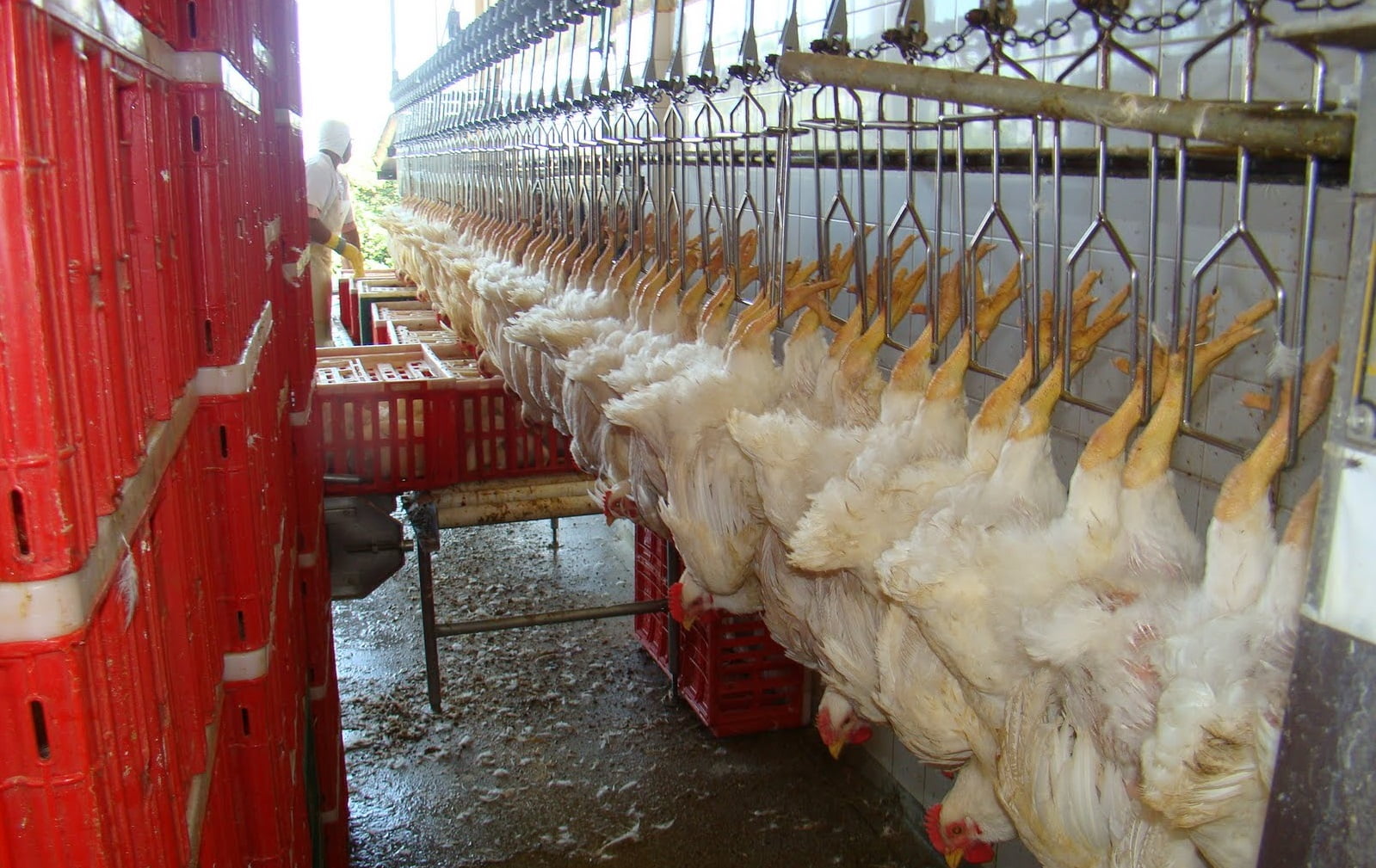 processo de abate de aves