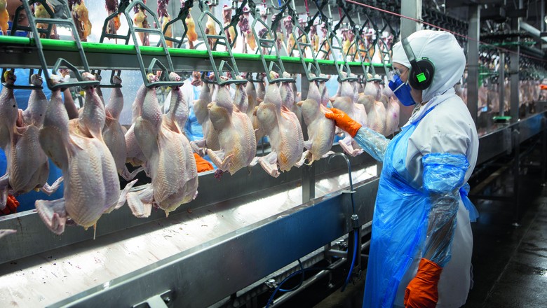 etapas da produção de carne de frango