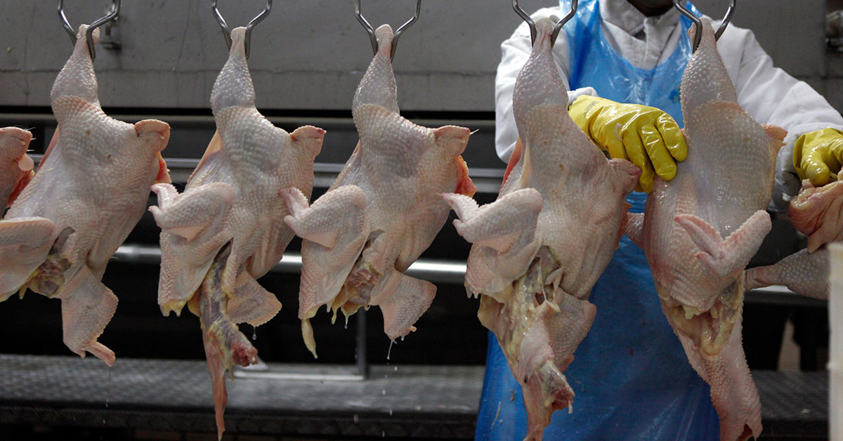 normas sanitárias para frigoríficos de frango