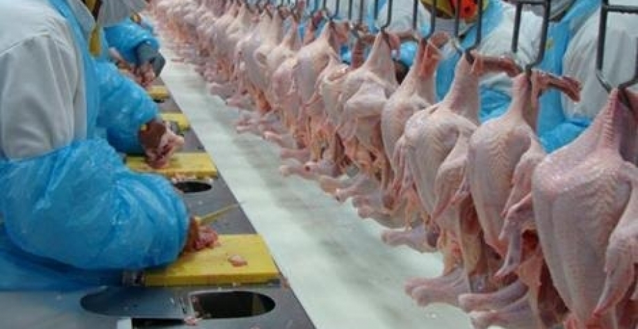 etapas da produção de carne de frango