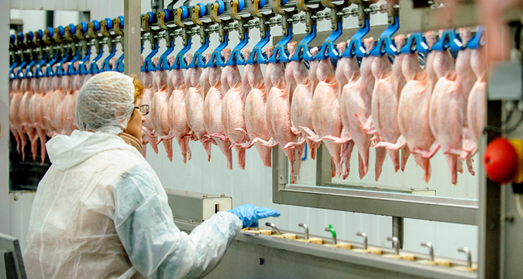 processo de abate de aves