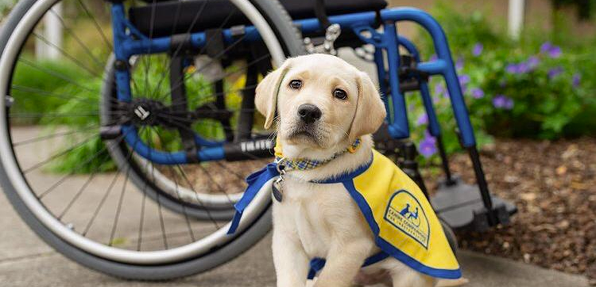 acessibilidade para cães