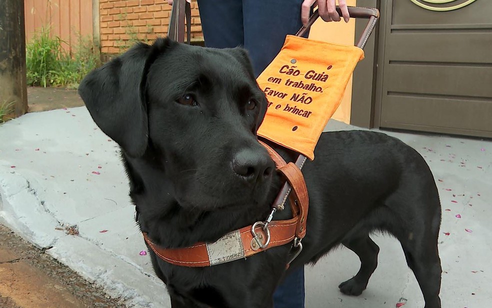 acessibilidade para cães