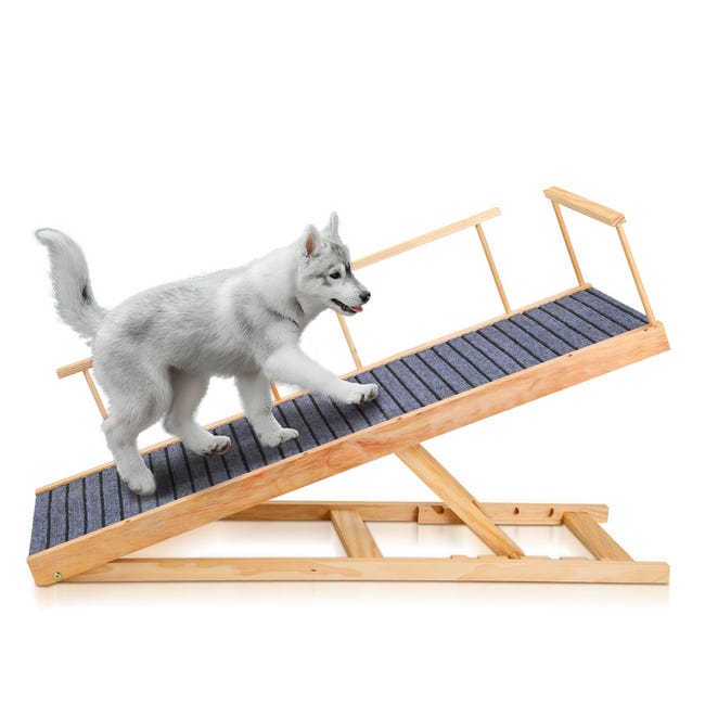 Guia completo de fisioterapia para cães