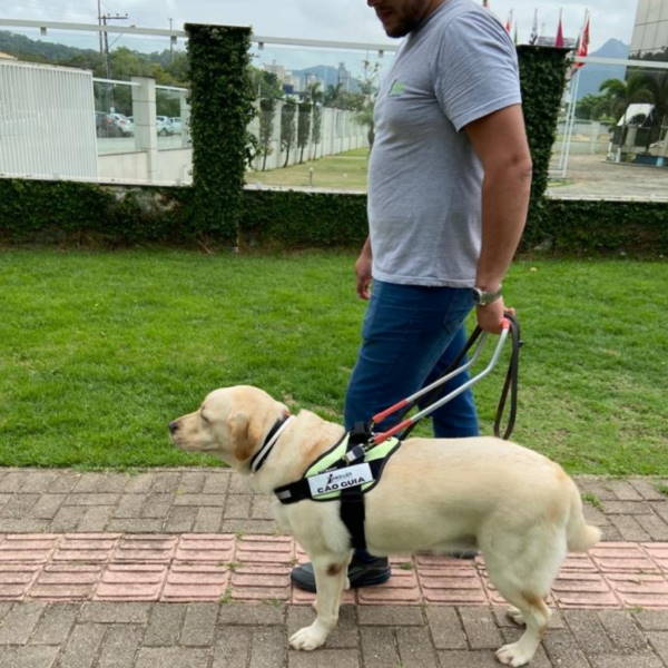 Adaptando sua casa para um cão idoso