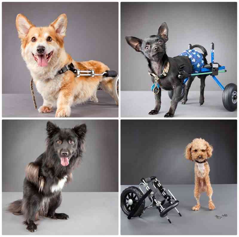 acessibilidade para cães