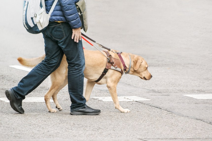 Cães de assistência: direitos e deveres