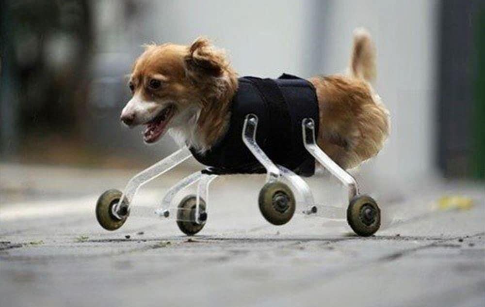 acessibilidade para cães