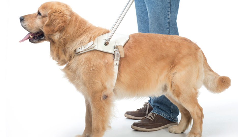 Guia completo de fisioterapia para cães