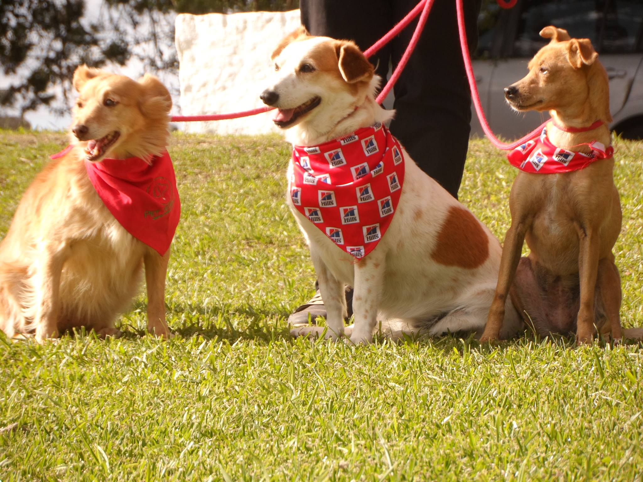Equipamentos essenciais para cães com mobilidade reduzida