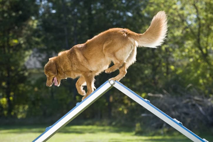 As melhores raças para agility: um guia completo