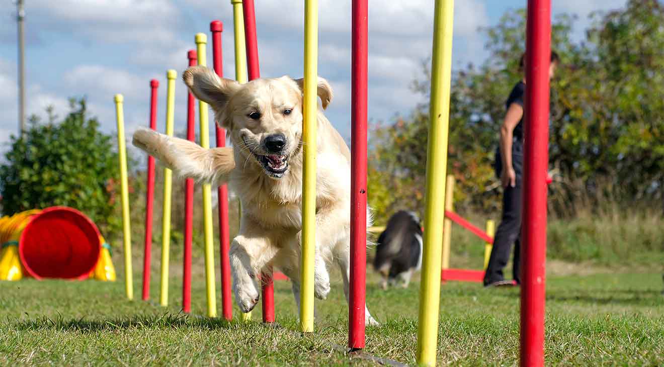 Como escolher o equipamento de agility ideal para seu pet