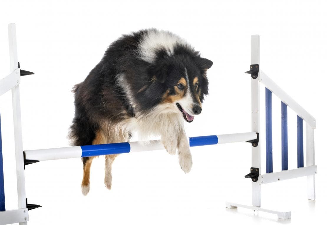agility para cães