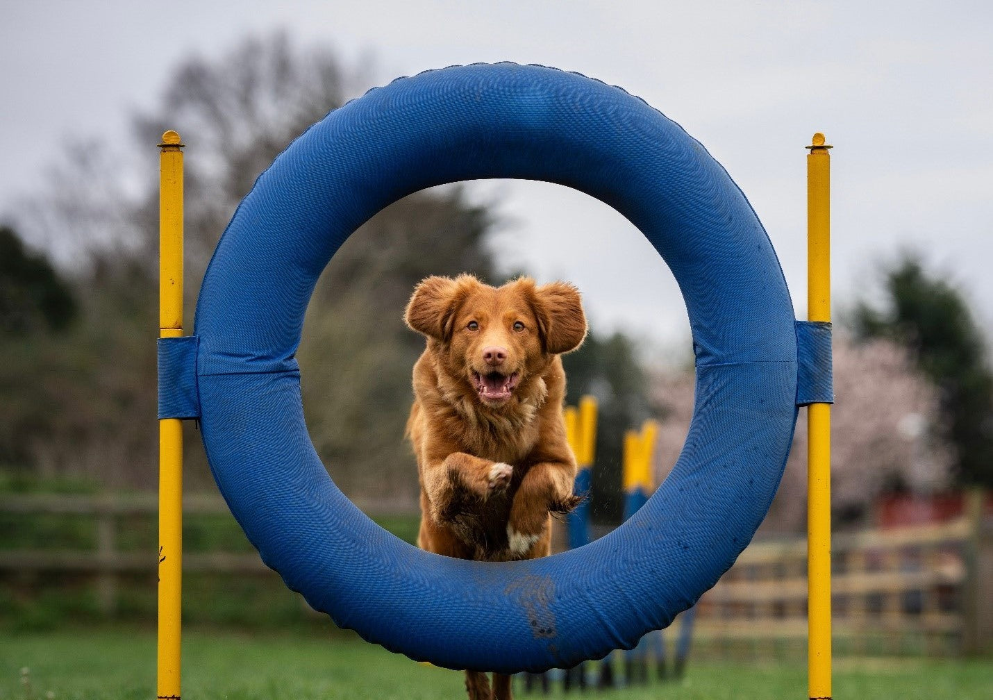 Os Melhores Cães para Agility: Raças Ideais