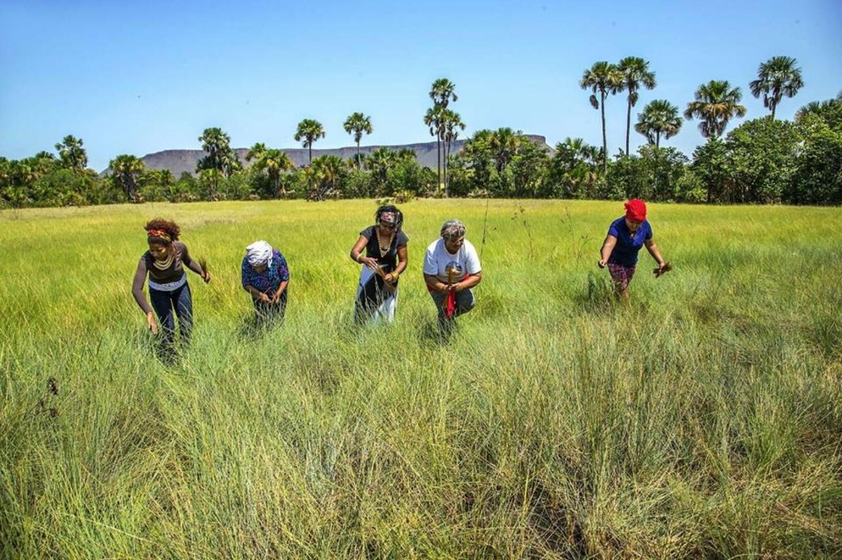 produção agrícola quilombola