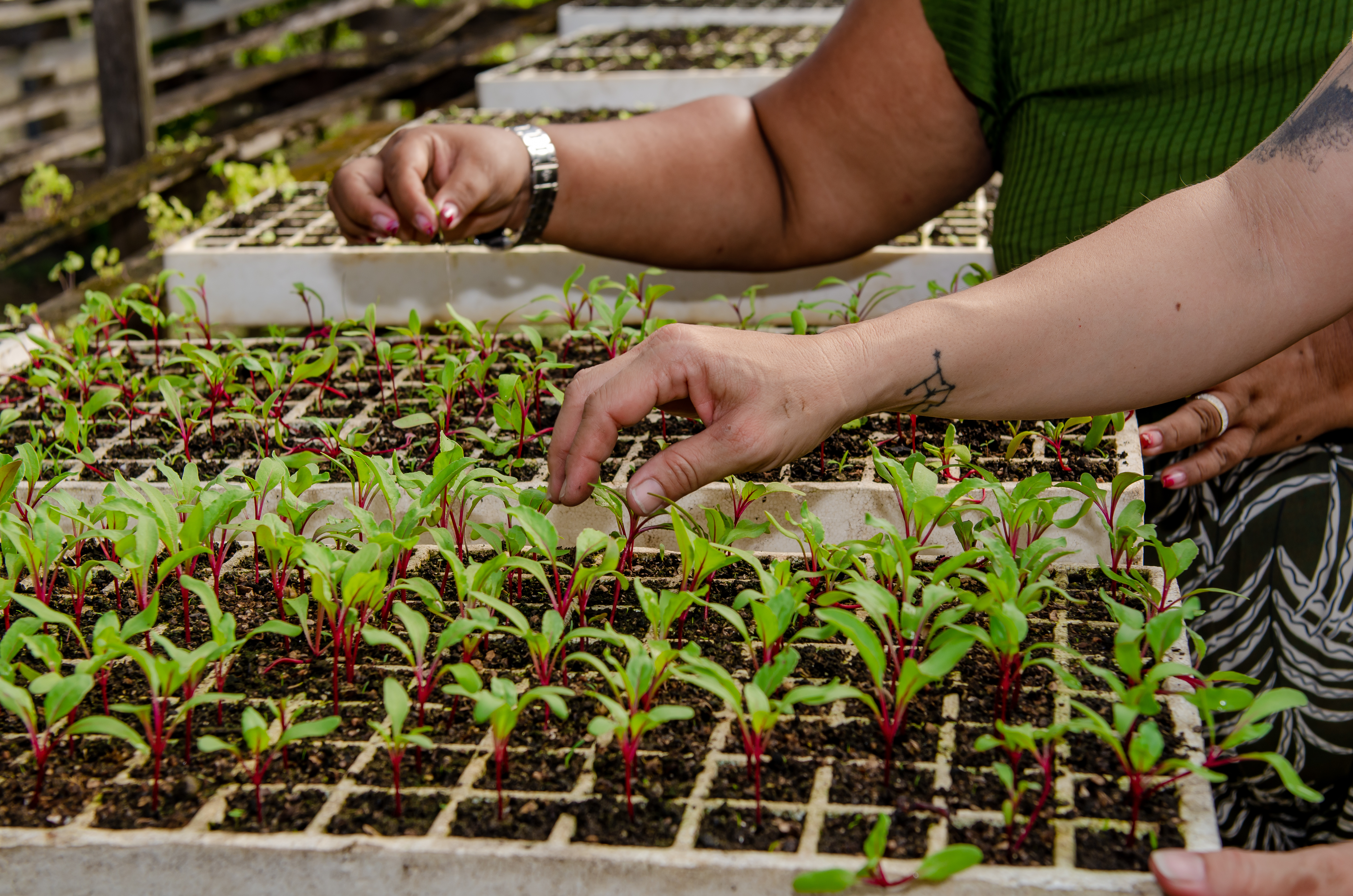 práticas agroecológicas agricultura familiar assentada