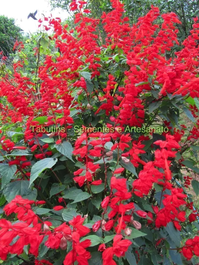 como plantar alegria de jardim