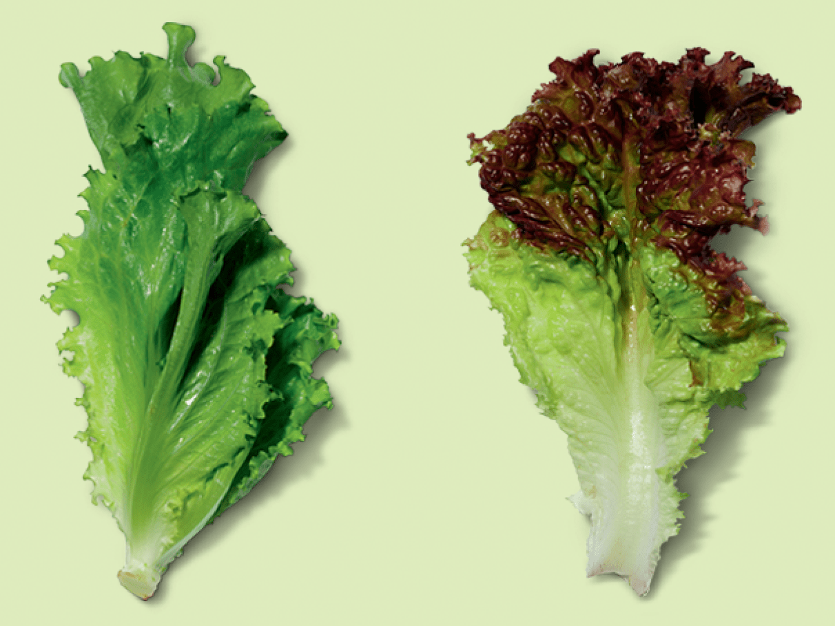 alface crespa vs americana qual a mais nutritiva