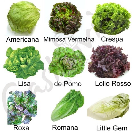 melhores alfaces para uma alimentação saudável