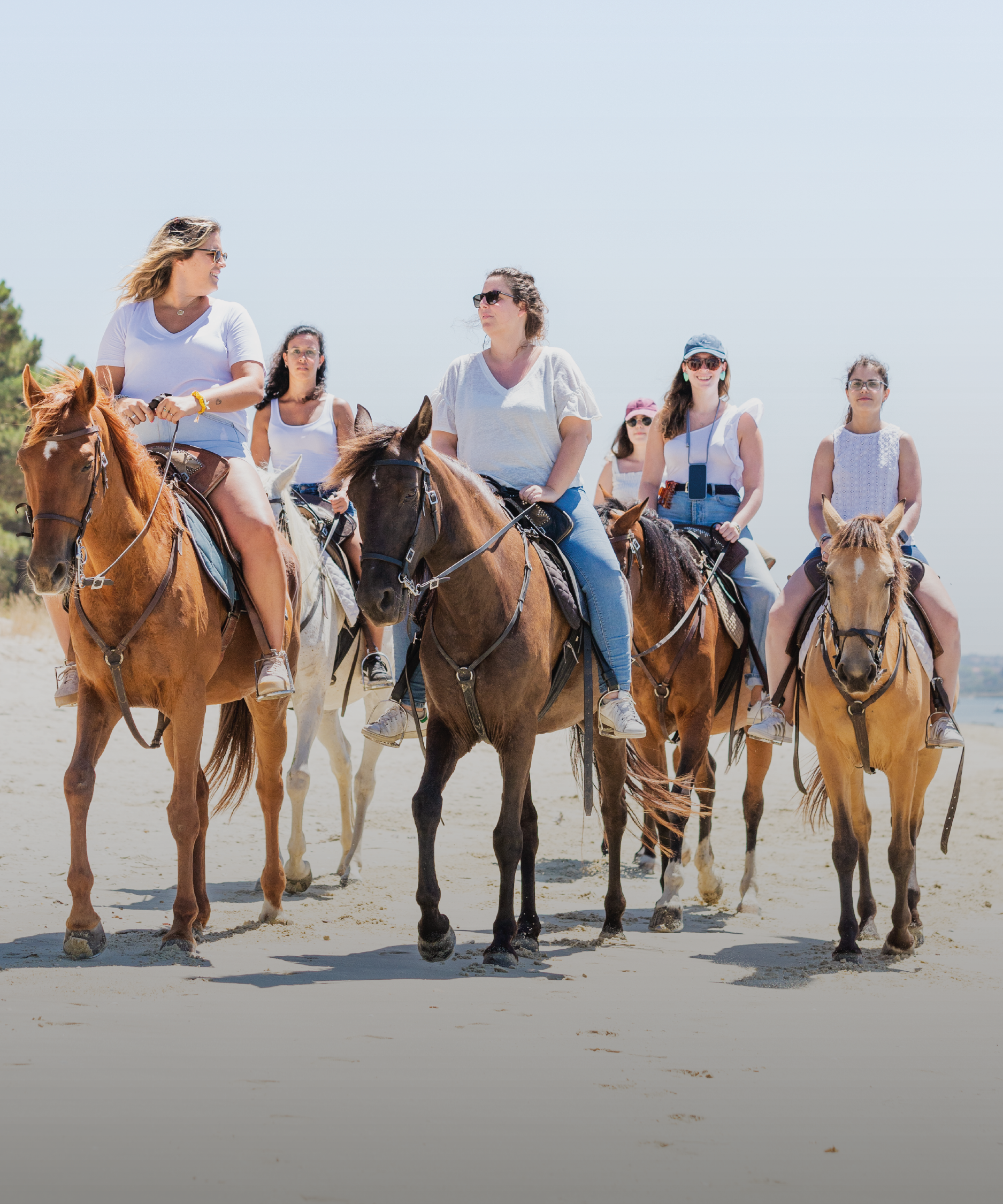 Guia Completo: Como Escolher Seu Primeiro Cavalo para Equitação