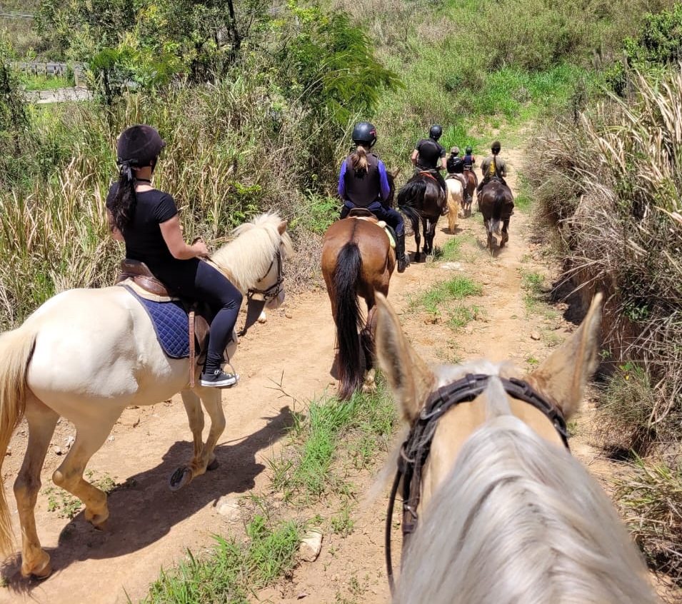 Guia Completo: Como Escolher Seu Primeiro Cavalo para Equitação