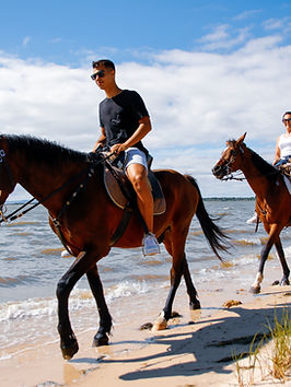 Guia Completo: Como Escolher Seu Primeiro Cavalo para Equitação