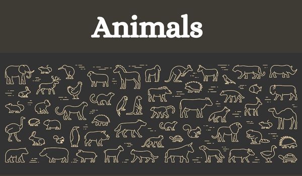 animais exóticos com A em inglês