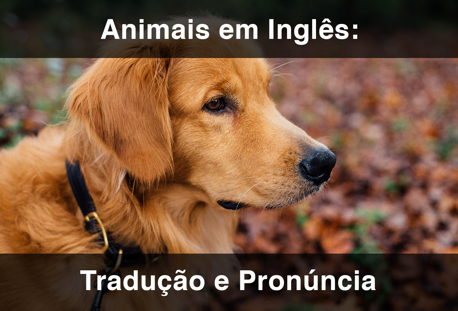animais de zoológico com A em inglês
