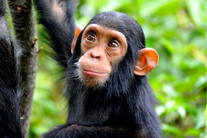 curiosidades sobre animais com m