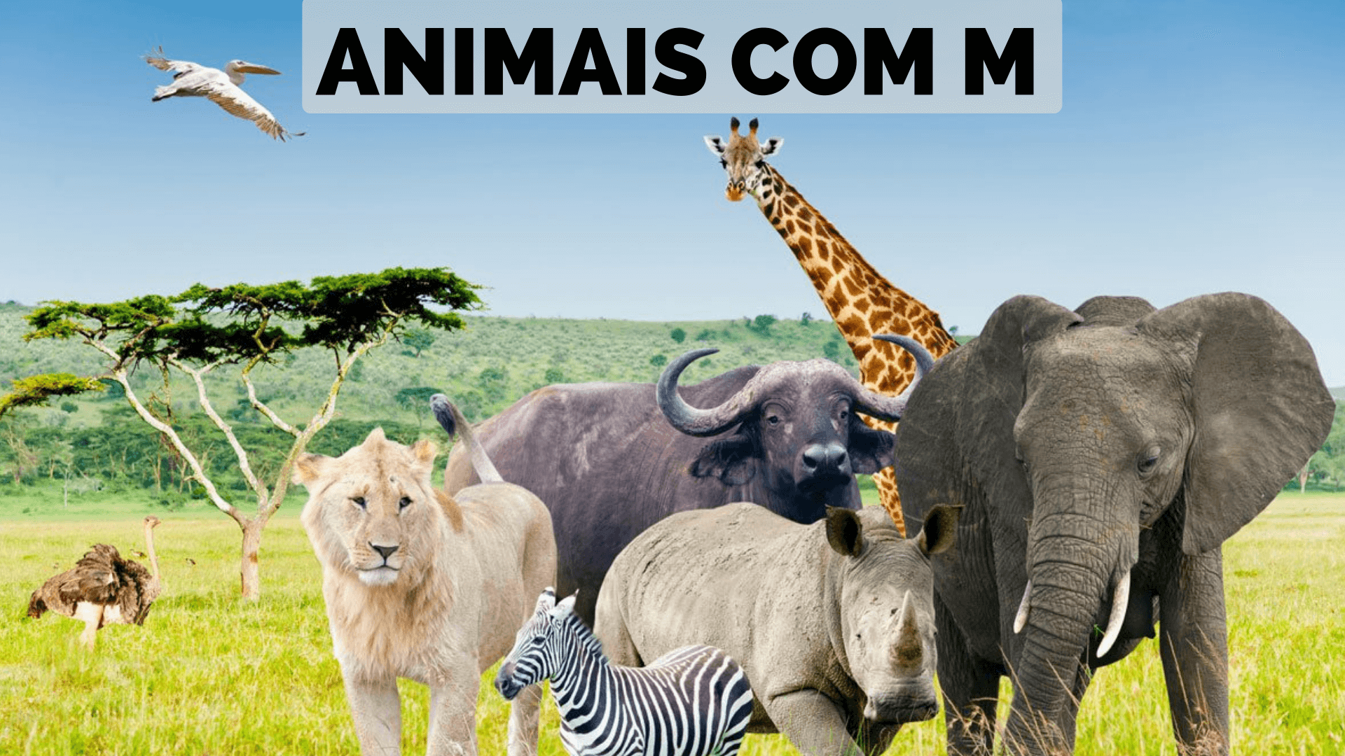 animais peçonhentos com a letra m