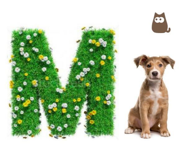 animais insetos com a letra m