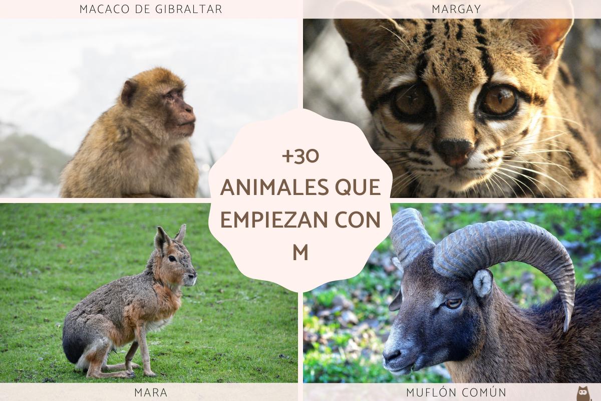 nomes de animais com m