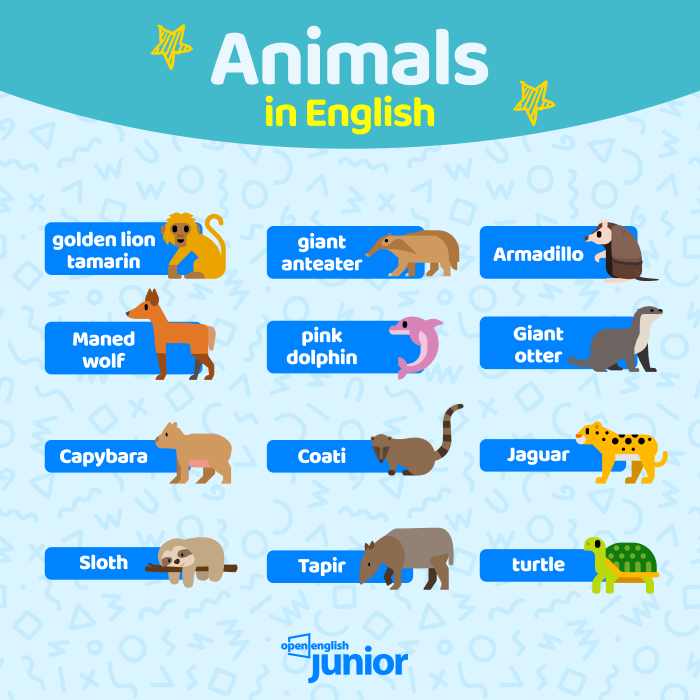 tradução animais em inglês P