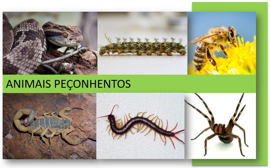 animais peçonhentos
