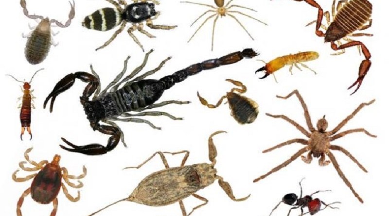 Acidentes com Abelhas e Vespas: Quando Procurar Ajuda Médica Urgente