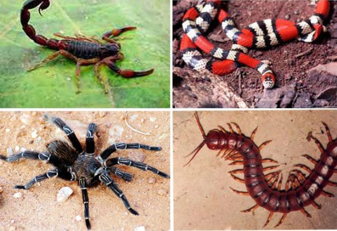 Acidentes com Abelhas e Vespas: Quando Procurar Ajuda Médica Urgente