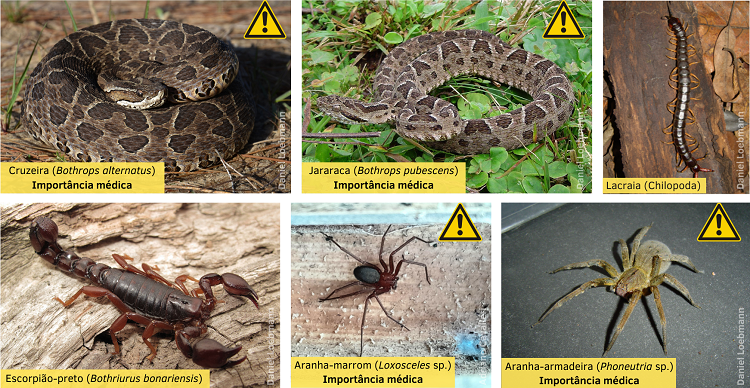 O Papel do Soro Antipeçonhento: Entenda o Tratamento e Sua Importância