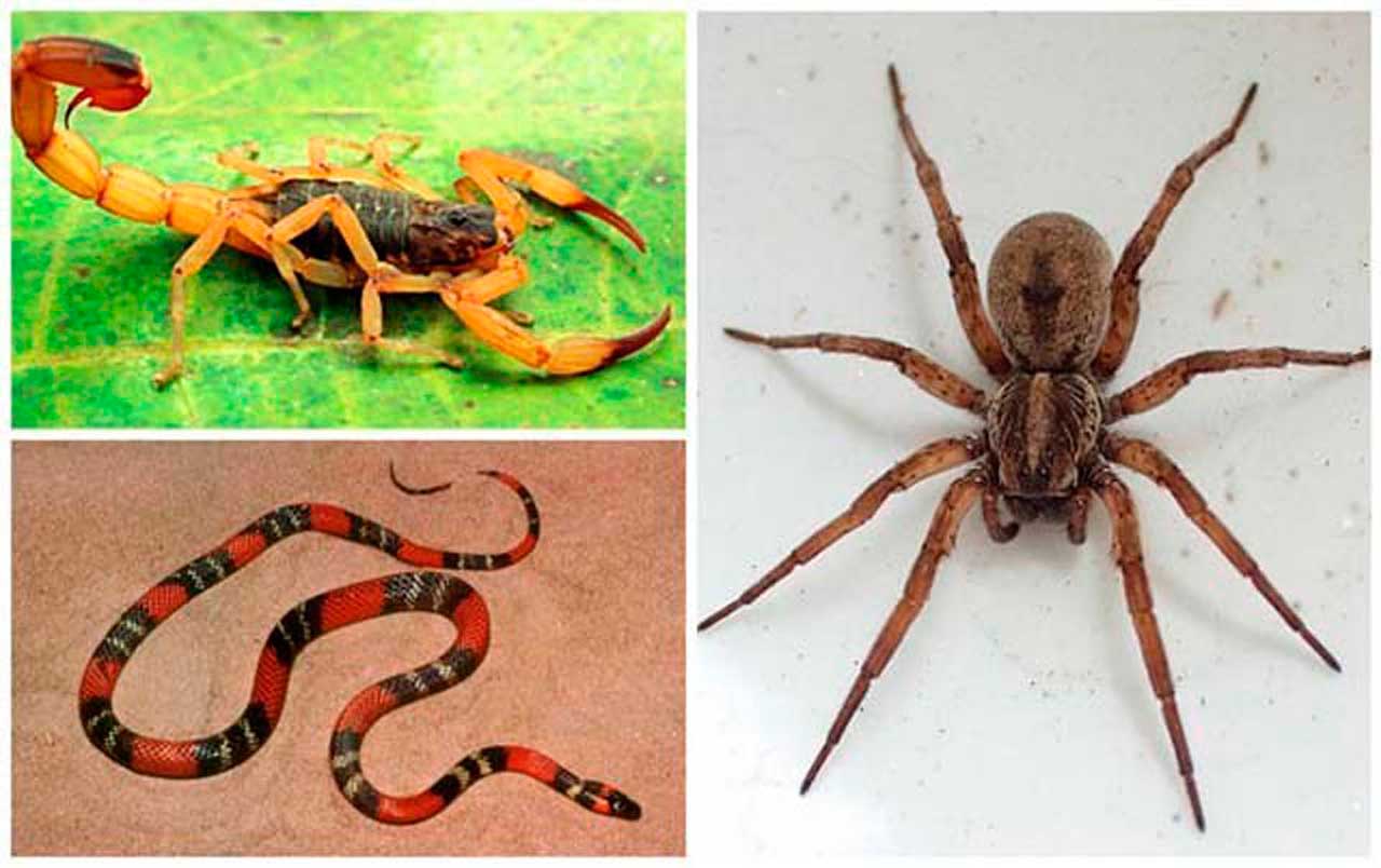 Guia Completo: Como Identificar os Principais Animais Peçonhentos do Brasil